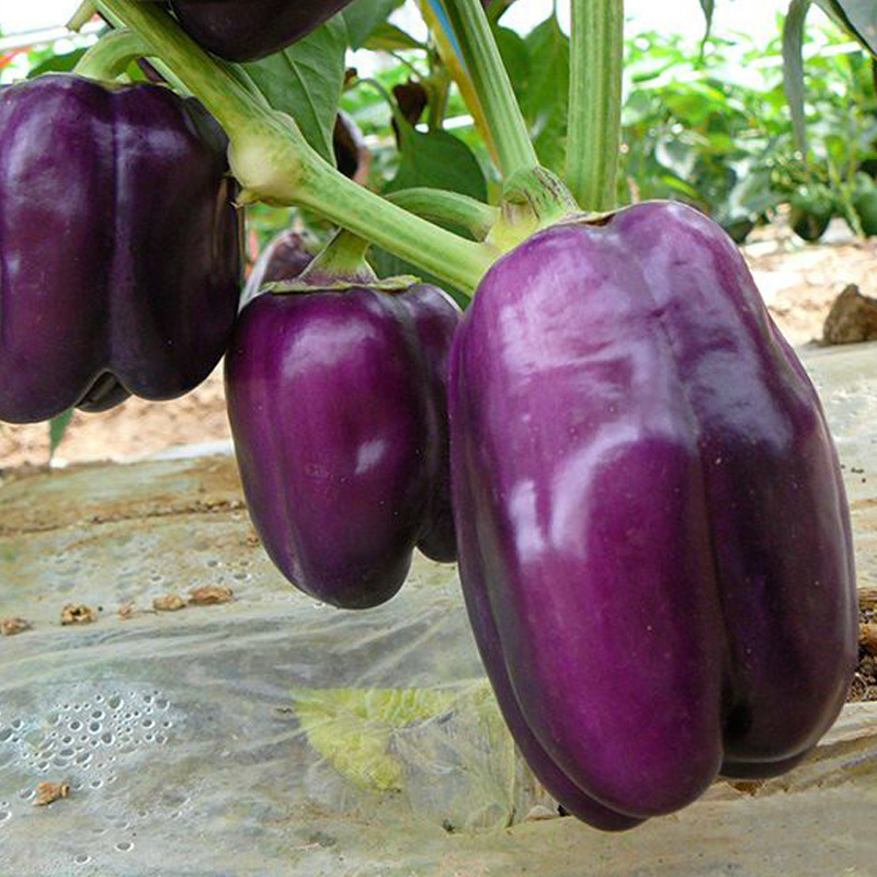 荷兰紫水晶甜椒种子春秋季菜椒灯笼椒种籽紫色五彩彩椒辣椒种孑
