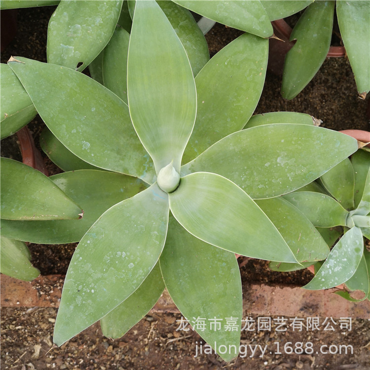 翡翠盘龙舌兰沙生景观植物无刺龙舌兰庭院造景沙漠景区狐尾龙舌兰