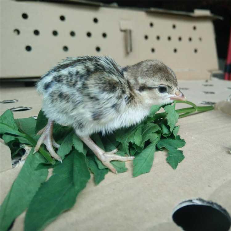 美国鹧鸪苗市场批发价