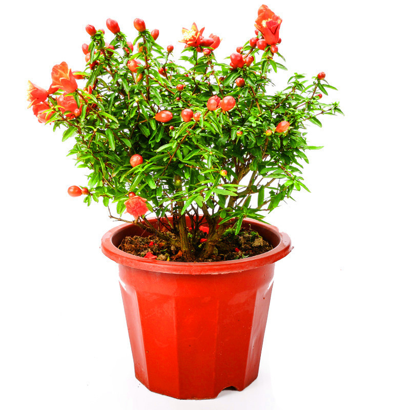 批发观赏花卉 牡丹花石榴树苗 地栽庭院绿化 花期长 观赏花卉
