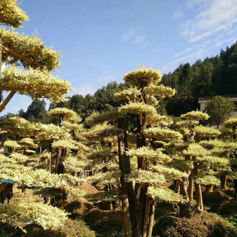 苗圃基地供应造型金叶女贞 盆景式造型女贞 金姬女贞造型桩景观树