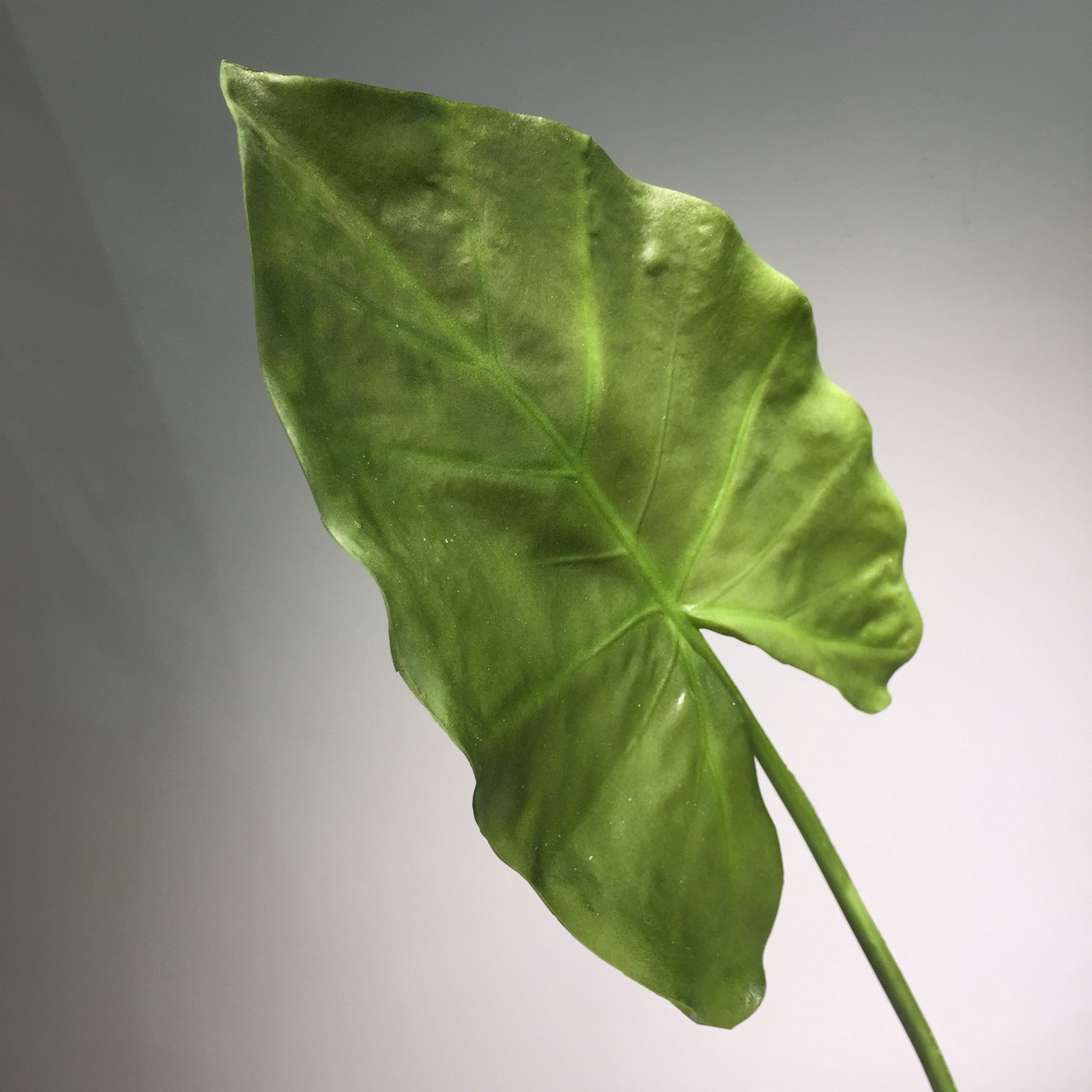 现货高档仿真叶子北欧简约客厅家居装饰仿真花绿色pu叶子海芋叶