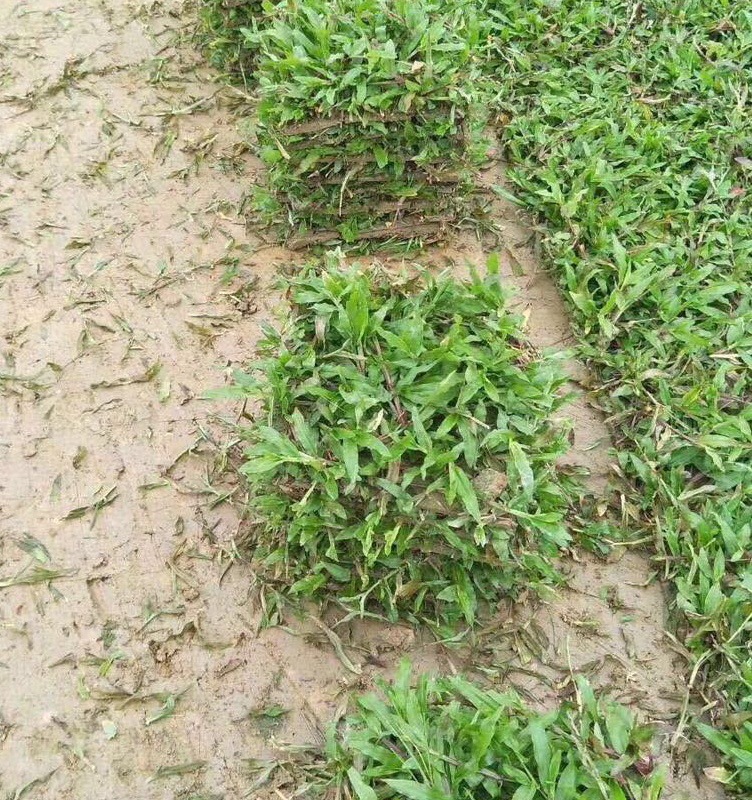大叶油草 巴西地毯草-阿里巴巴