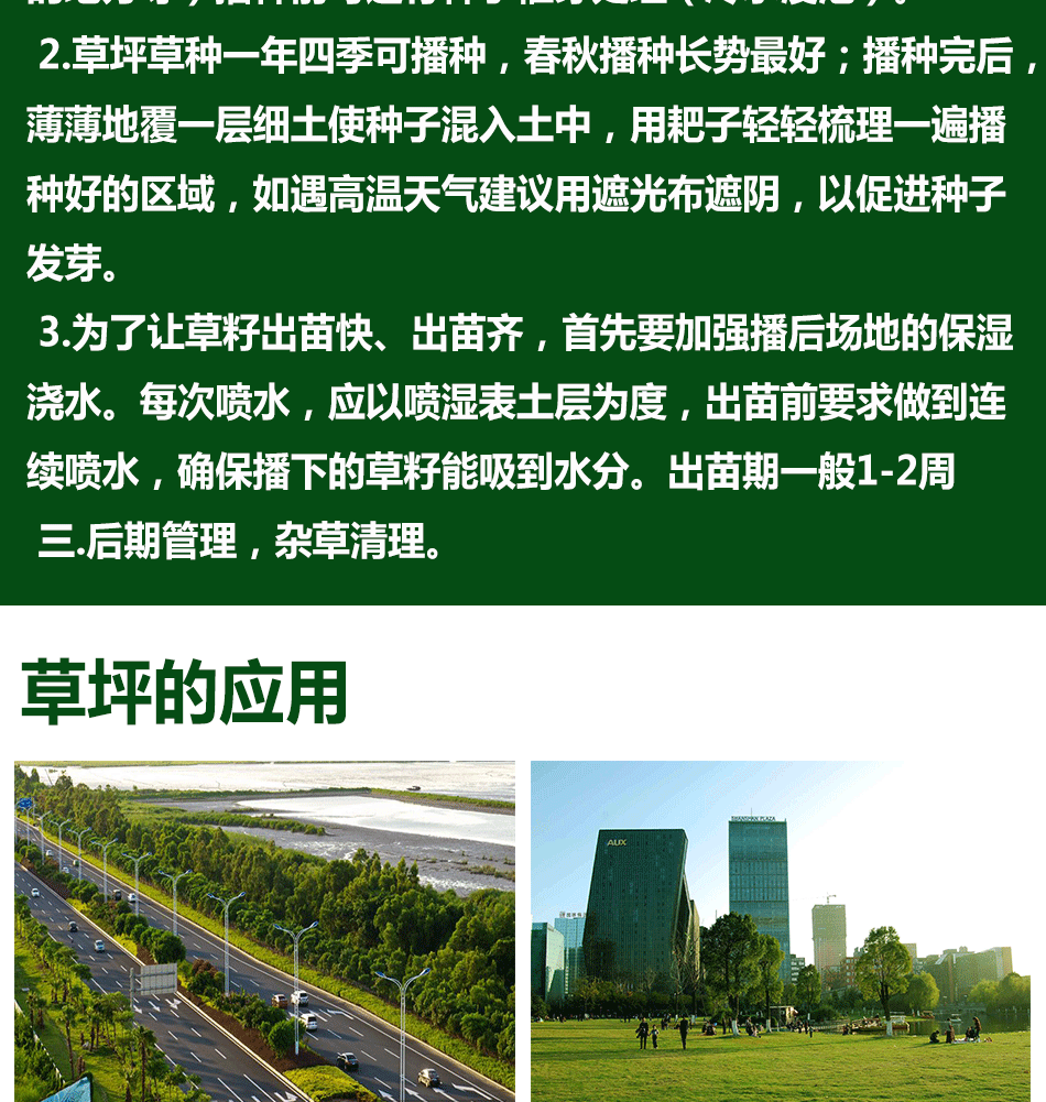 草种 草坪种子 护坡混播草籽 高羊茅 狗牙根 马蹄金四季青 草种子