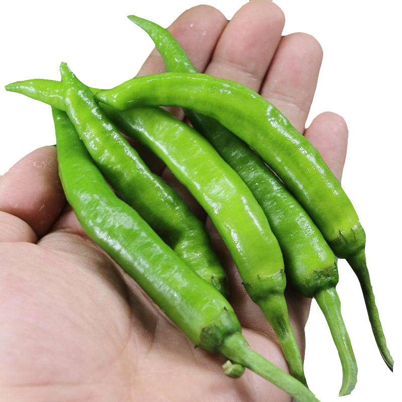 七寸红辣椒种子日本新一代朝天椒8819线椒香辣大金条韩国首尔干椒