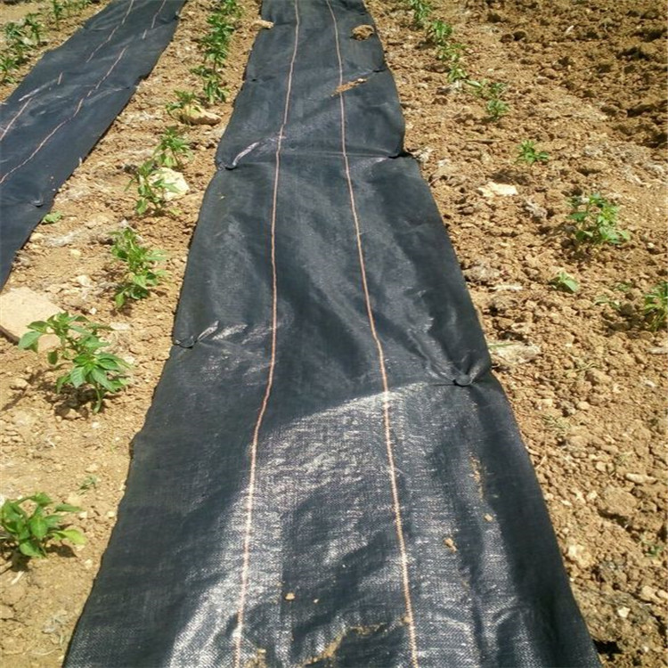 园林绿化抑草布大棚果园地布大棚育苗渗水除杂草黑色除草布可定制