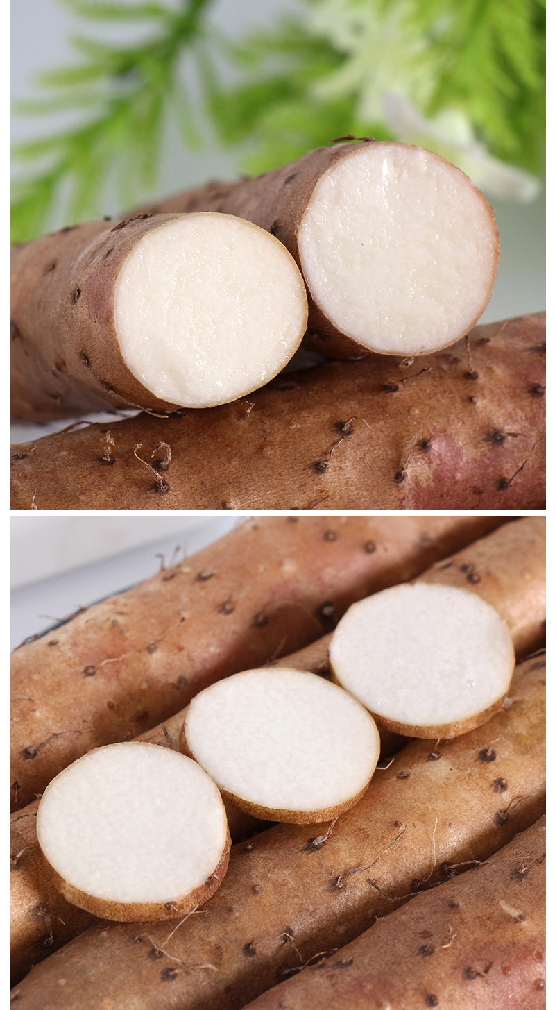 河北蠡县产地批发麻山药小白嘴山药铁棍山药铁杆淮山新鲜山药5斤