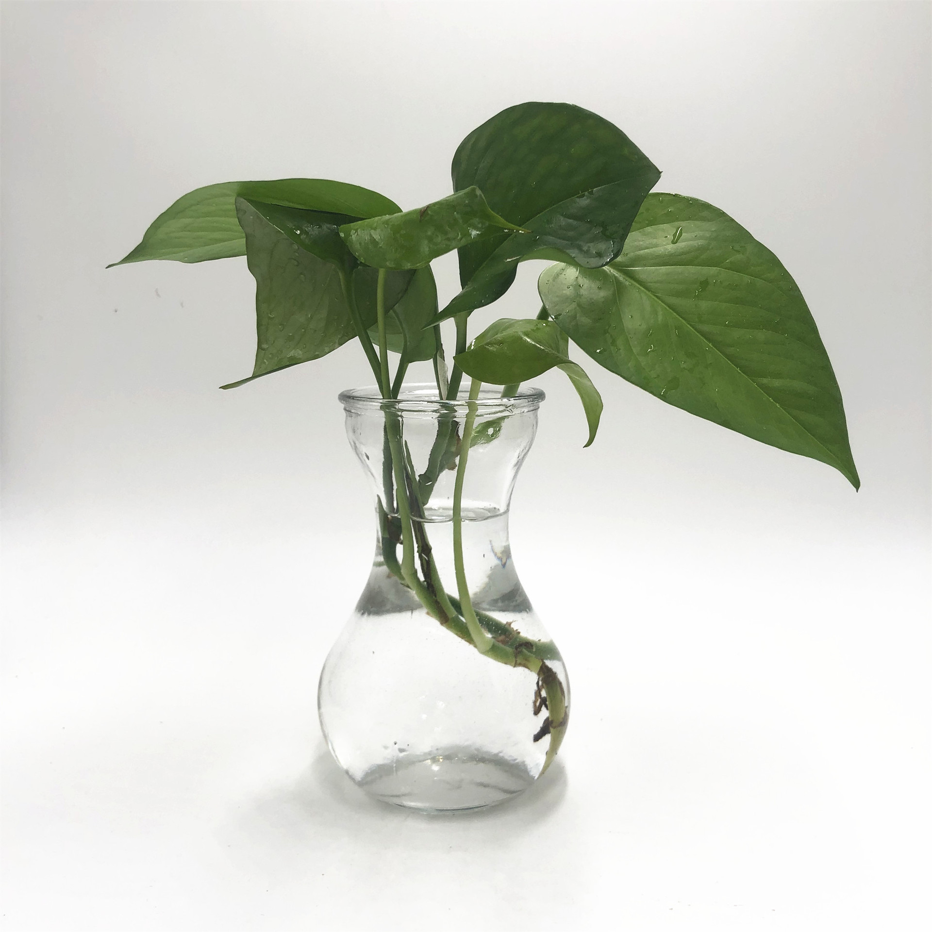 简约款绿萝瓶花瓶 水培花瓶 铜钱草玻璃花瓶水培植物瓶生态瓶