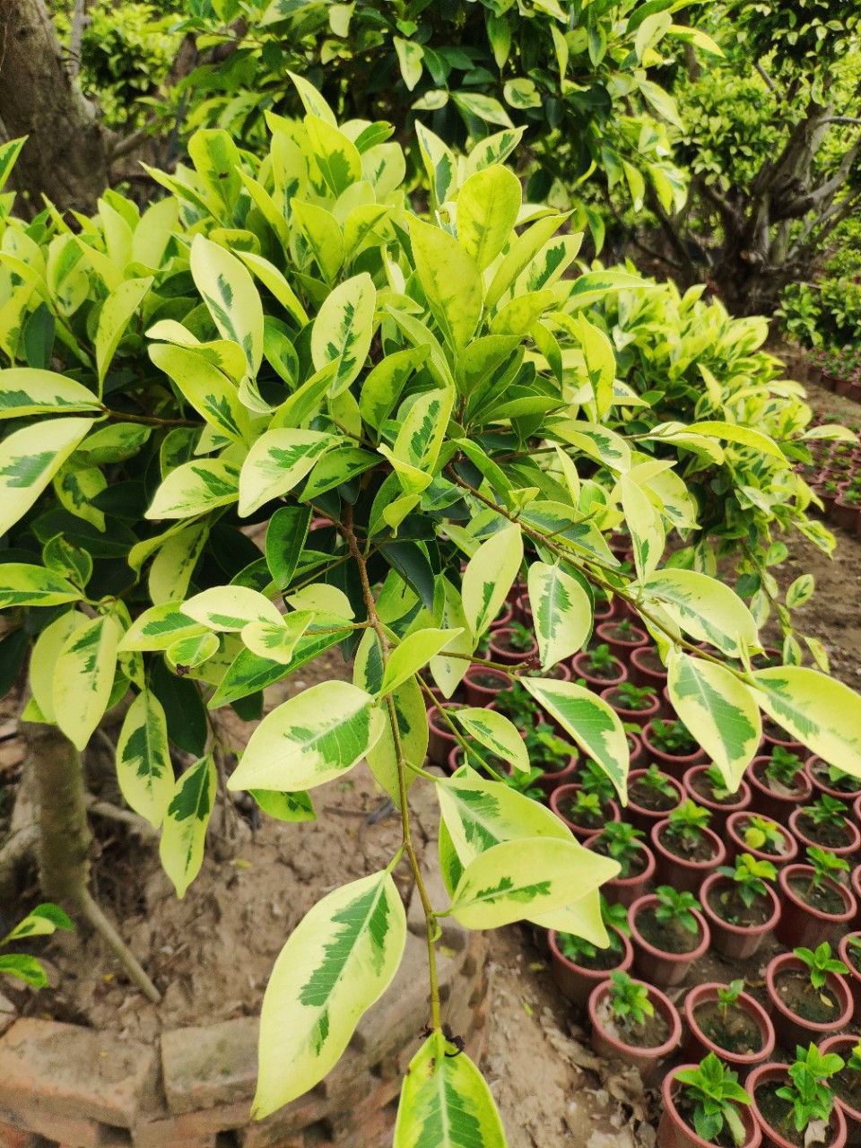 905基地供应造型金叶榕23米高花叶斑叶小叶榕树