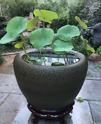 陶瓷养锦鲤金鱼缸别墅庭院荷花缸 睡莲缸家居客厅招财风水缸摆件