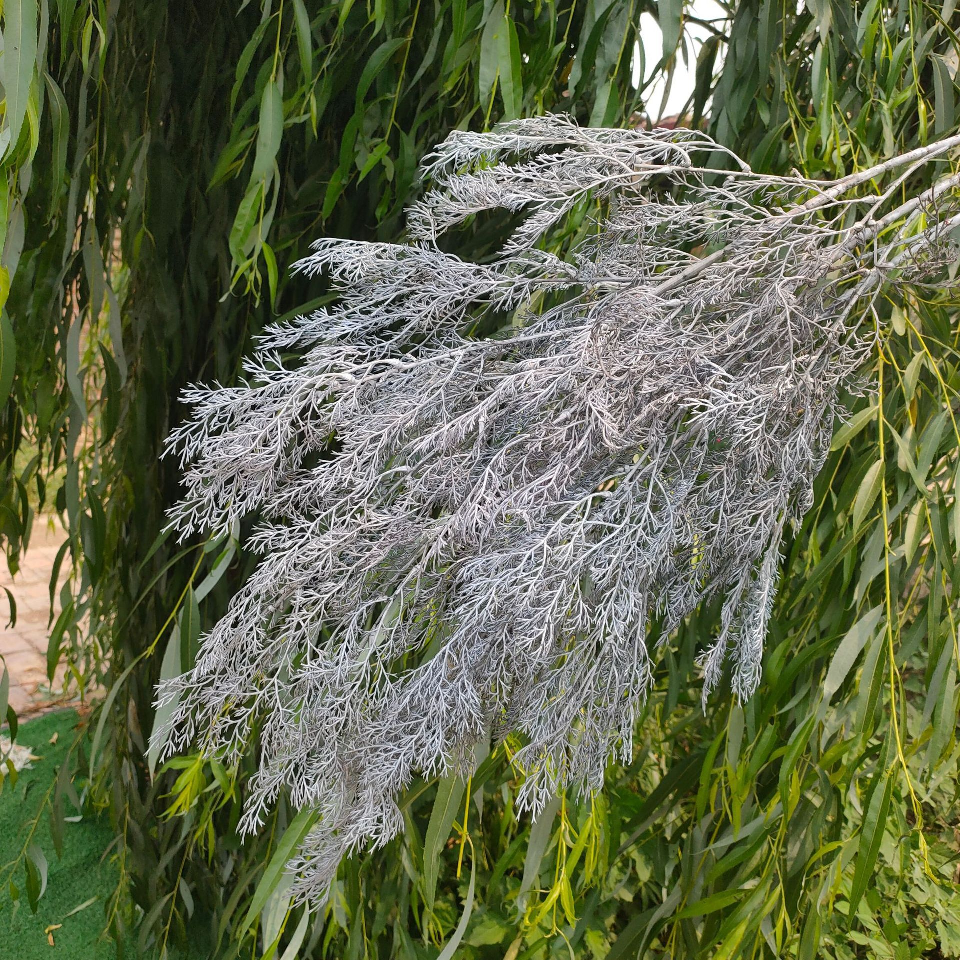 仿真雾凇草迷雾凤尾干花婚庆花拱门吊顶假花仿真迷雾花垂吊雾松