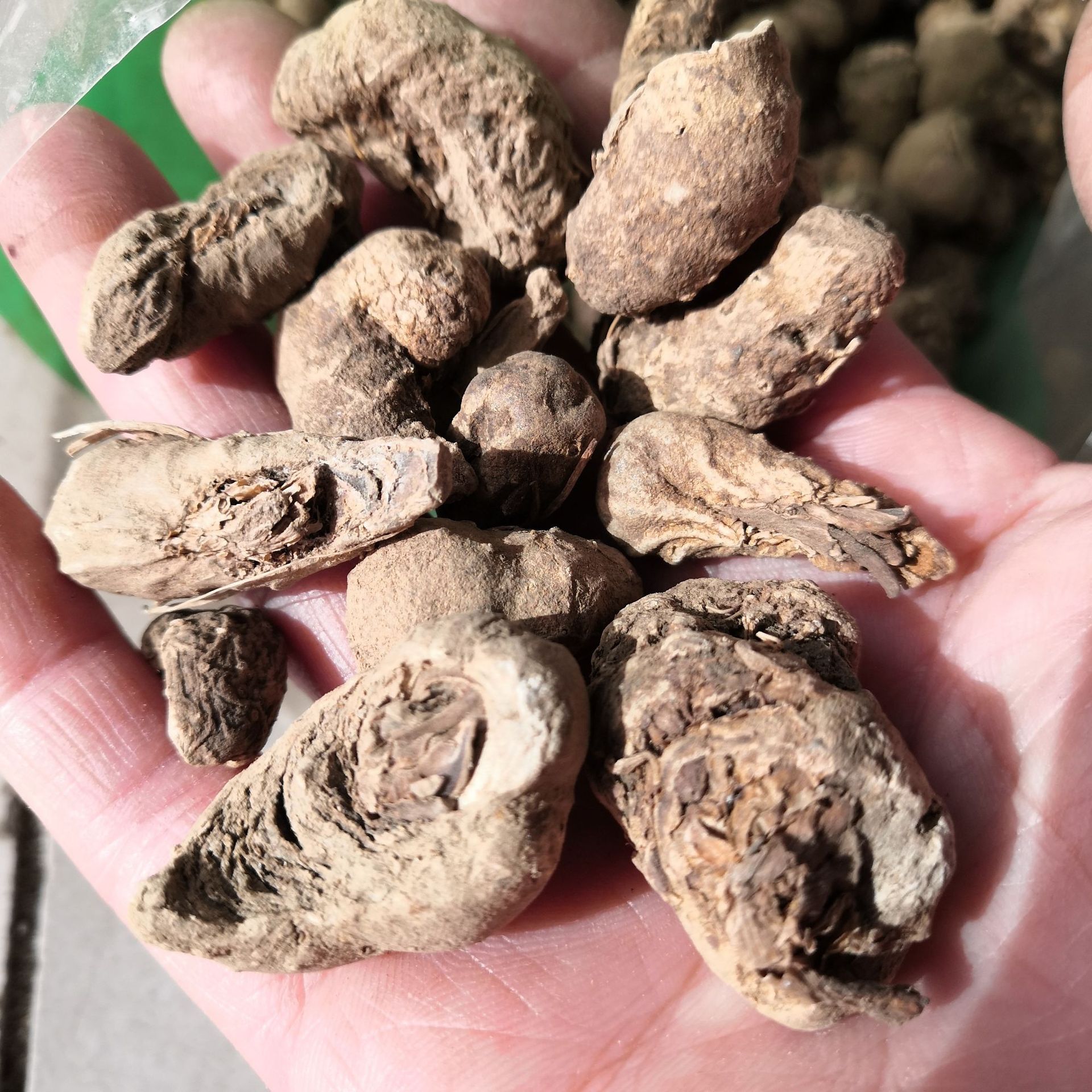 中药材水田七 水三七 土三七 水狗仔 水虾公 屈头鸡 黑冬叶