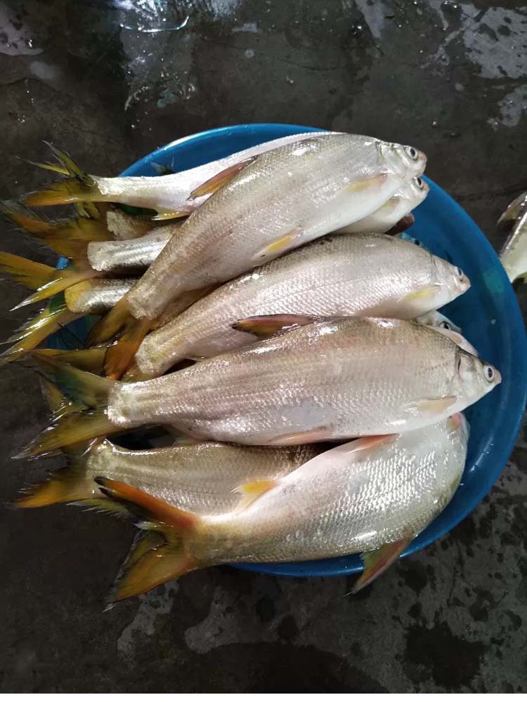 黄尾开口诱钓鱼小药野钓红尾鲴鱼饵料添加剂窝料配方渔具垂钓用品