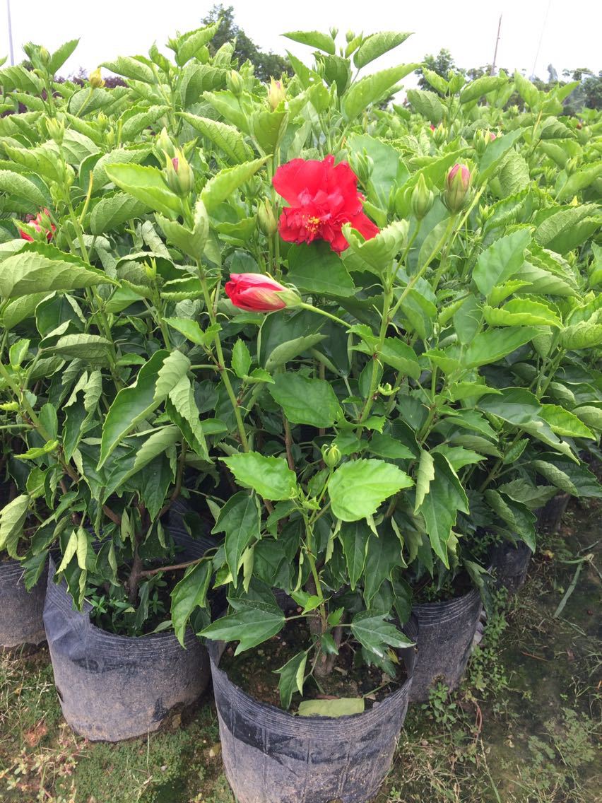 40cm高扶桑花苗重瓣丹麦朱槿重瓣扶桑带花桑叶牡丹大红花四季开花