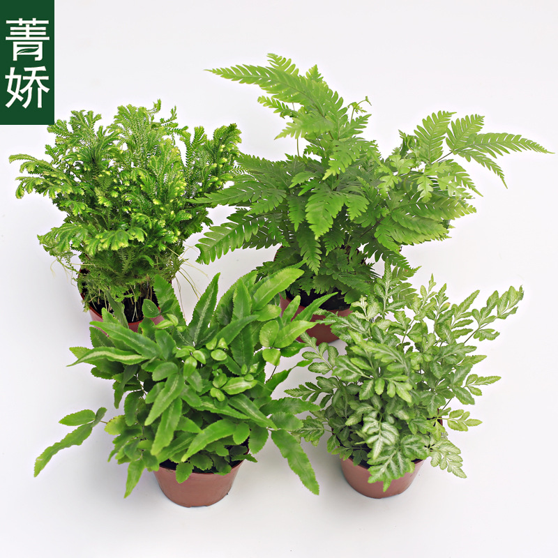 大号植物室内苔藓微景观盆栽蕨类银铁线蕨阿波蕨狼尾蕨