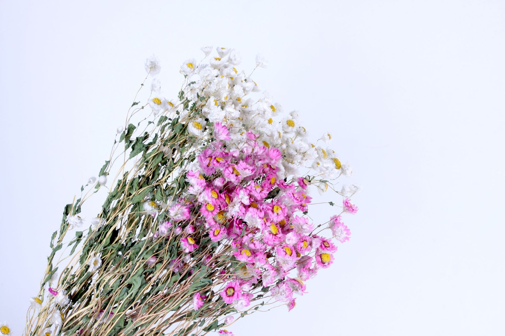 云南厂家直销罗丹斯干花自然干花小蜡菊花束 鲁丹鸟家居装饰插花