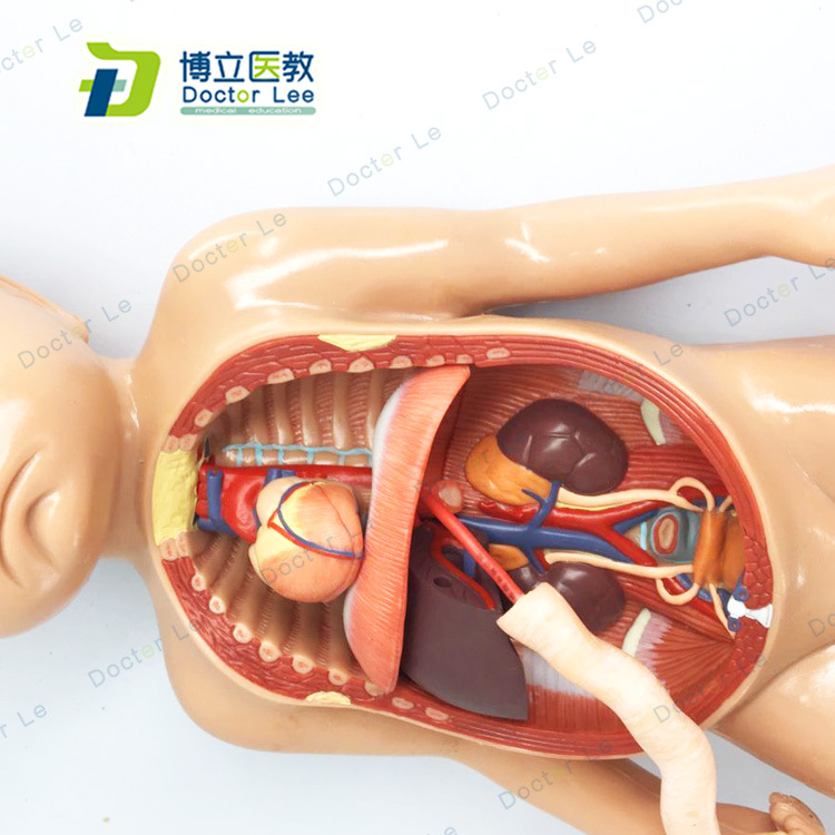 胎儿血液循环模型 出生婴儿脐带胎盘模型 婴儿内脏 婴儿心脏模型