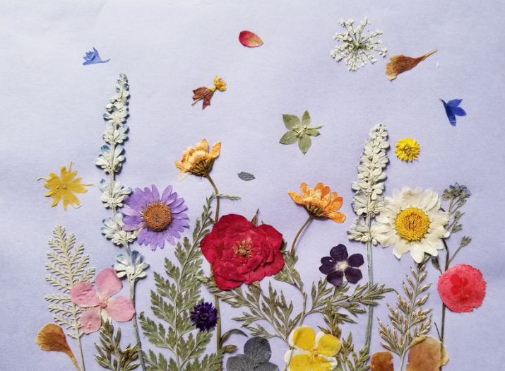 真树叶标本 幼儿园手工制作树叶贴画 儿童diy干树叶手工 植物教学
