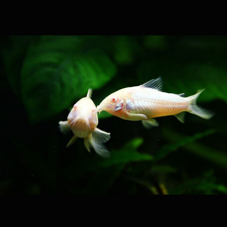 水族宠物观赏鱼活体底栖白鼠鱼淡水热带工具鱼清洁除藻苔小额批发