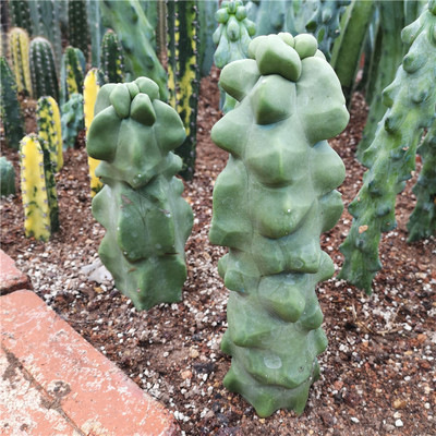 鸡冠柱lophocereus schotti 无刺仙人柱品种 上帝阁石化