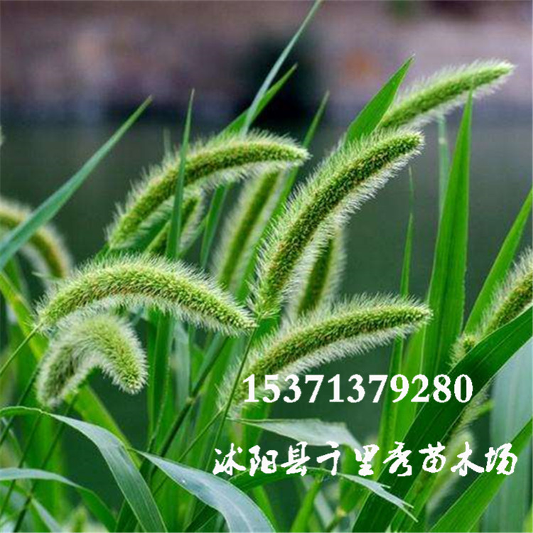 批发狗尾巴草种子狗尾巴花种子毛毛狗种子猫草猫粮可以入药做牧草