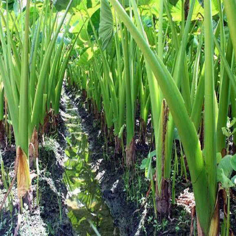 广西柳州酸嘢芋蒙50斤真空袋原味咸味芋苗酸芋头梗下饭菜炒菜配料