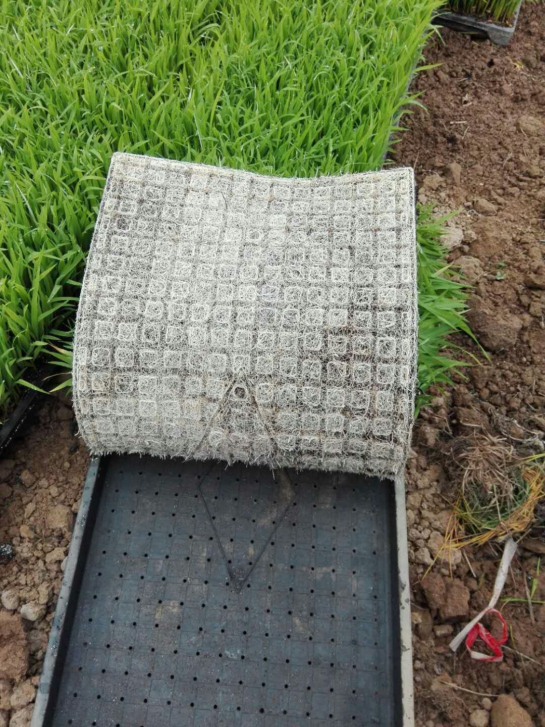 生升农业栽培基质早中晚稻水稻育苗育秧基质营养土60升