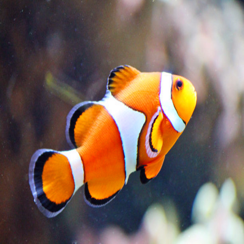 海水观赏鱼活体 珊瑚 小丑鱼海水鱼观赏鱼 人工公子小丑鱼2.5cm