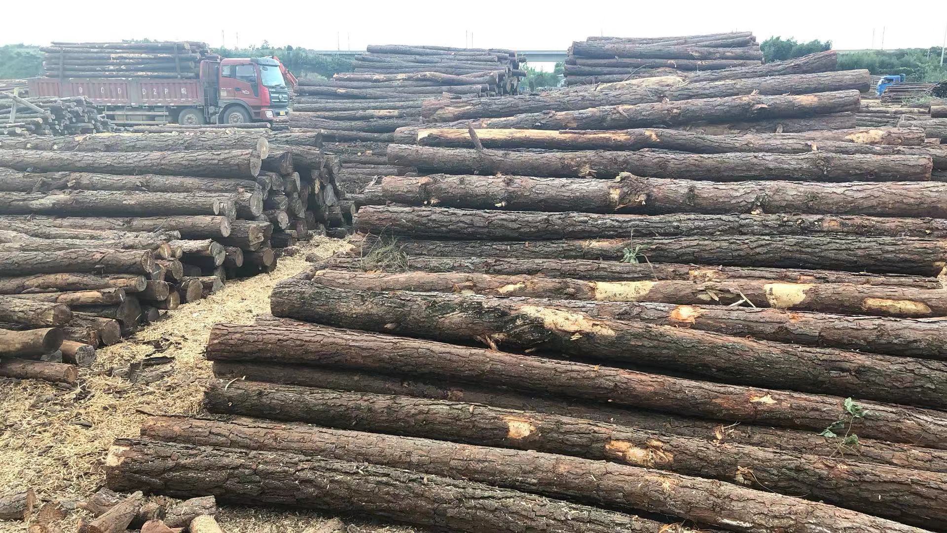 打桩木松木桩1米-8米湿地松木桩原木打桩木松木原木量大从优