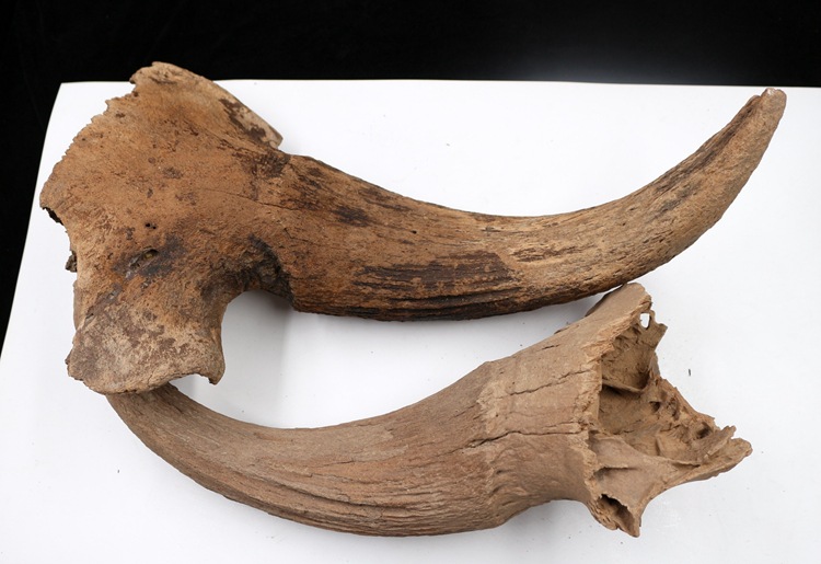 冰河时期动物牛角化石野牛角化石原石动物骨头化石古生物化石标本