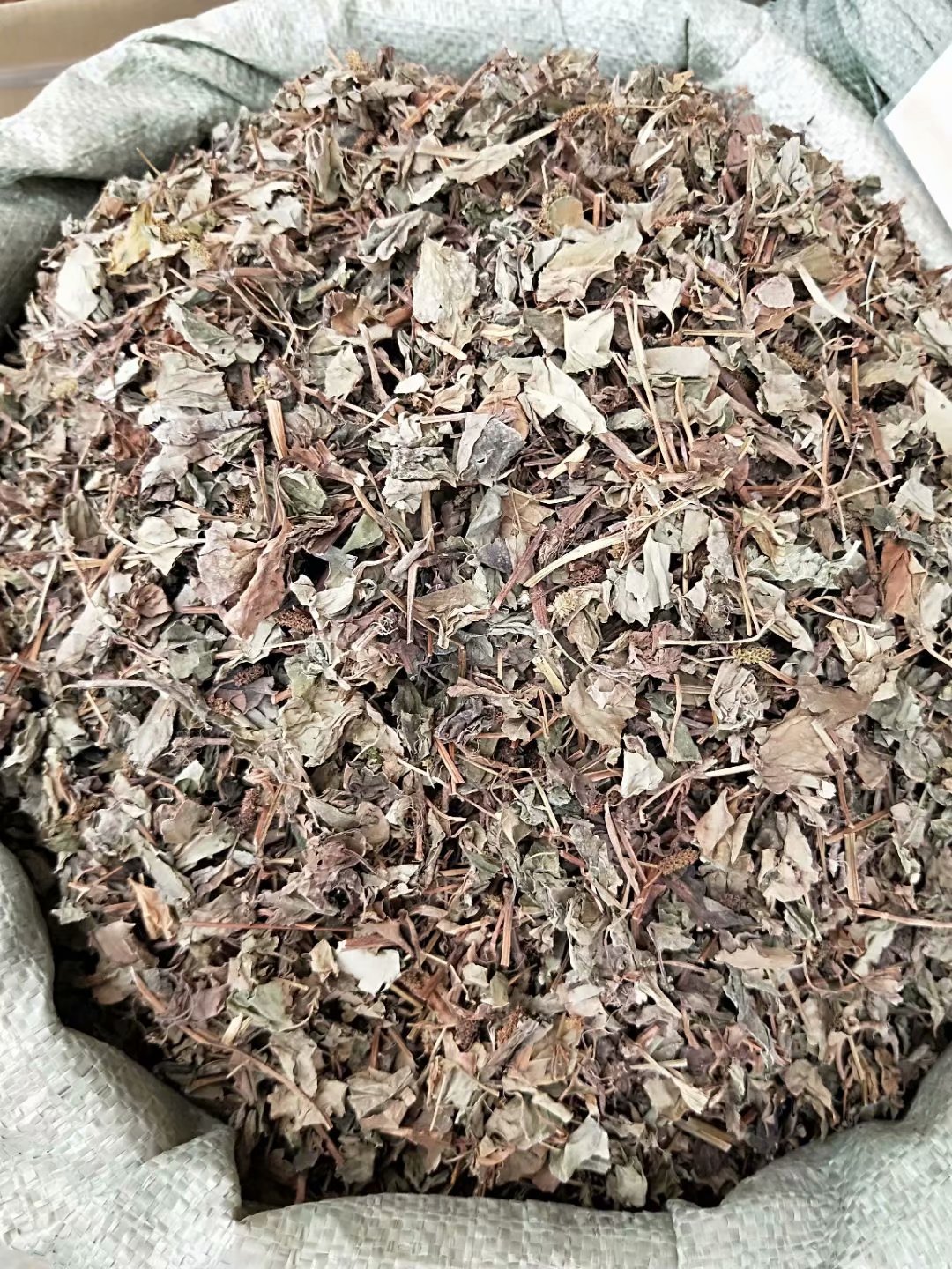 中药材鱼腥草折耳草