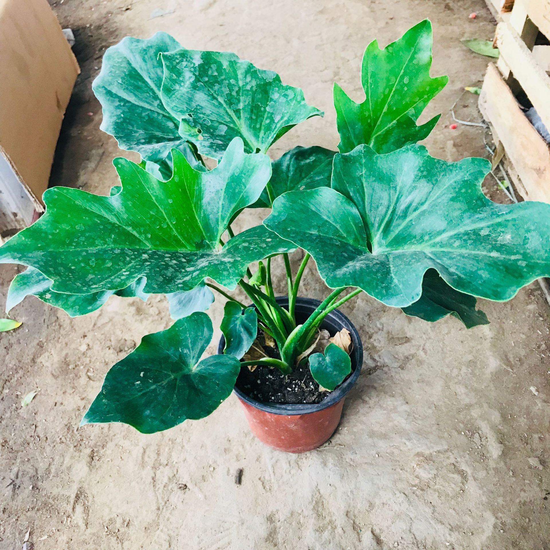 室内植物小盆栽春雨 春羽净化空气吸甲醛 可土培水养办公绿植春雨