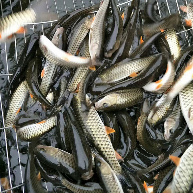 批发供应青竹鲩鱼苗军鱼苗光眼鱼苗价格优惠