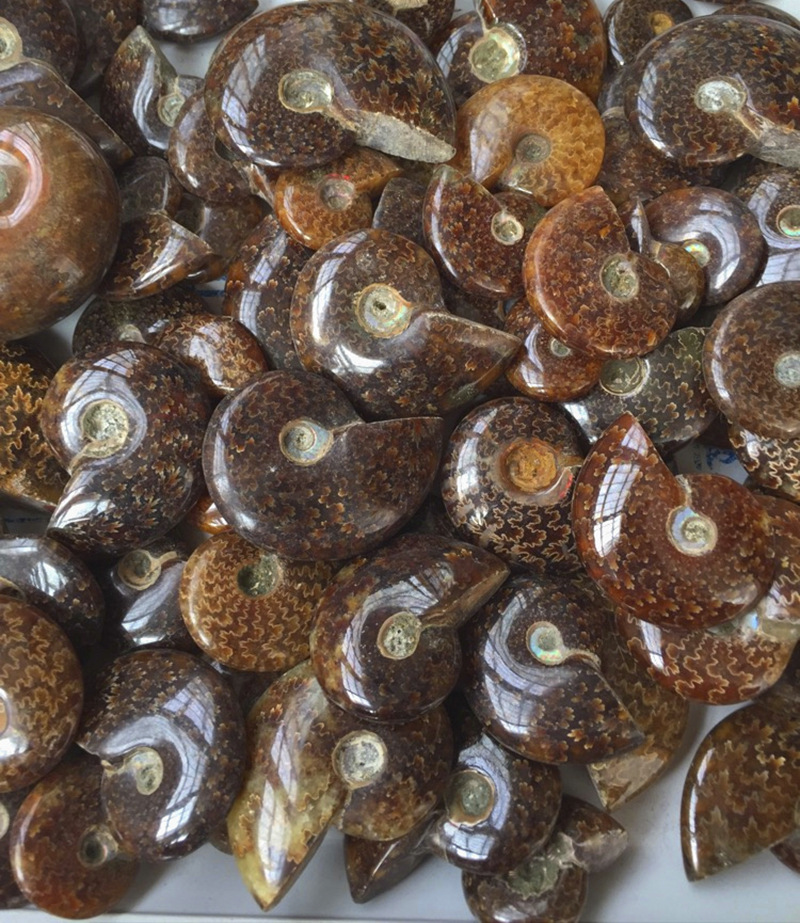 天然玉化螺海螺马达加斯加螺化石窦唯螺 海螺玉化螺