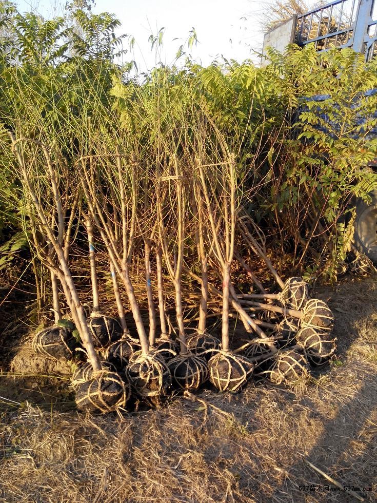 成都大量批发各规格青叶碧桃及其他苗木品种,价格优惠,品种齐全