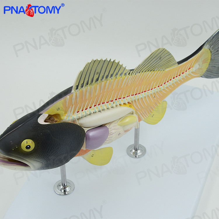 仿真鲈鱼内脏器官解剖模型水产养殖业生物教学实验可拆卸动物标本