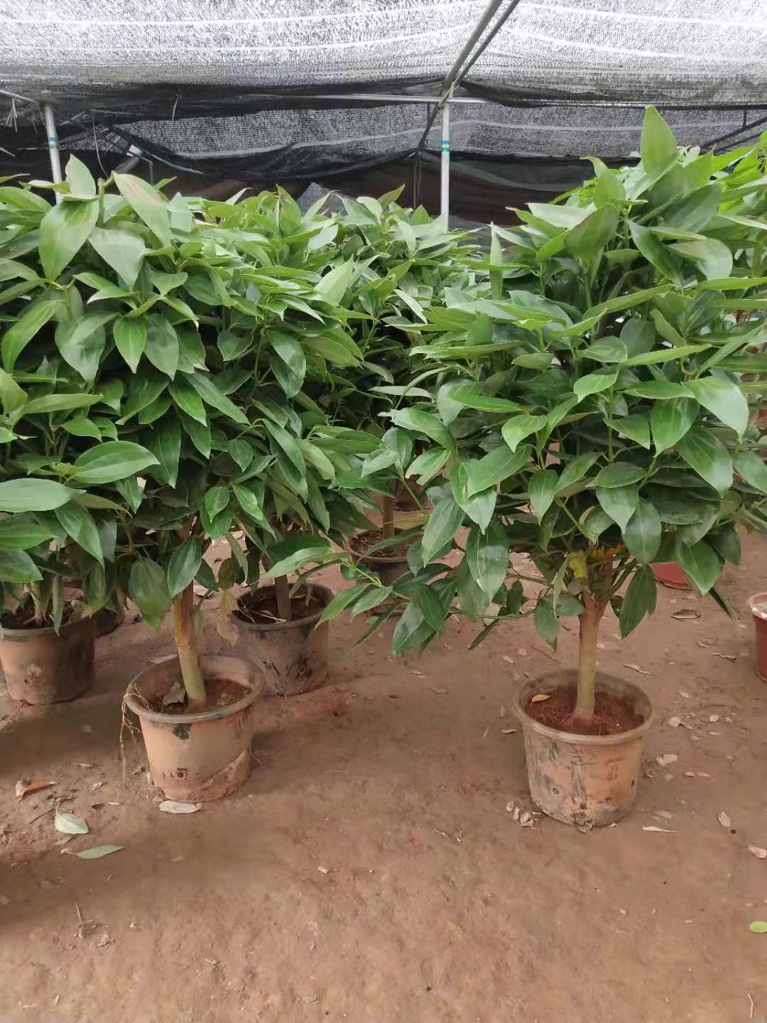 基地批发绿植平安树盆栽大客厅幸福树四季常青绿色植物花卉办公室