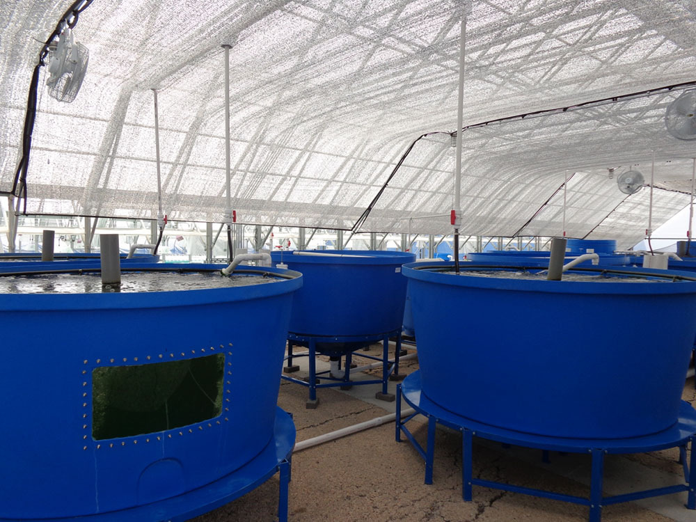 40立方小型ras循环水养殖系统室内吊水实验教学养鱼系统