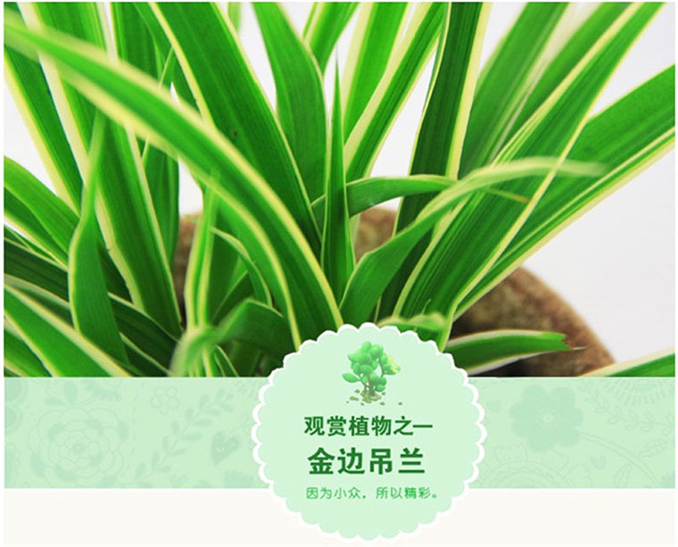 金边吊兰 青叶吊兰水培植物盆栽花卉绿植 金心吊兰整盆