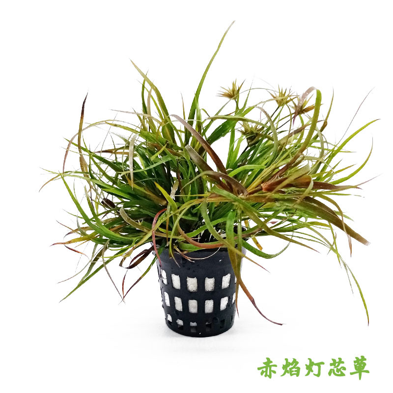 赤焰灯芯草主图