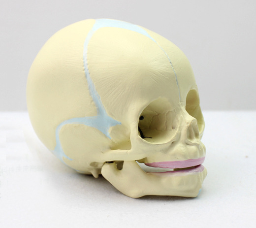 enovo颐诺胎儿颅模型婴儿头骨胎儿头骨模型人体头骨模型医学