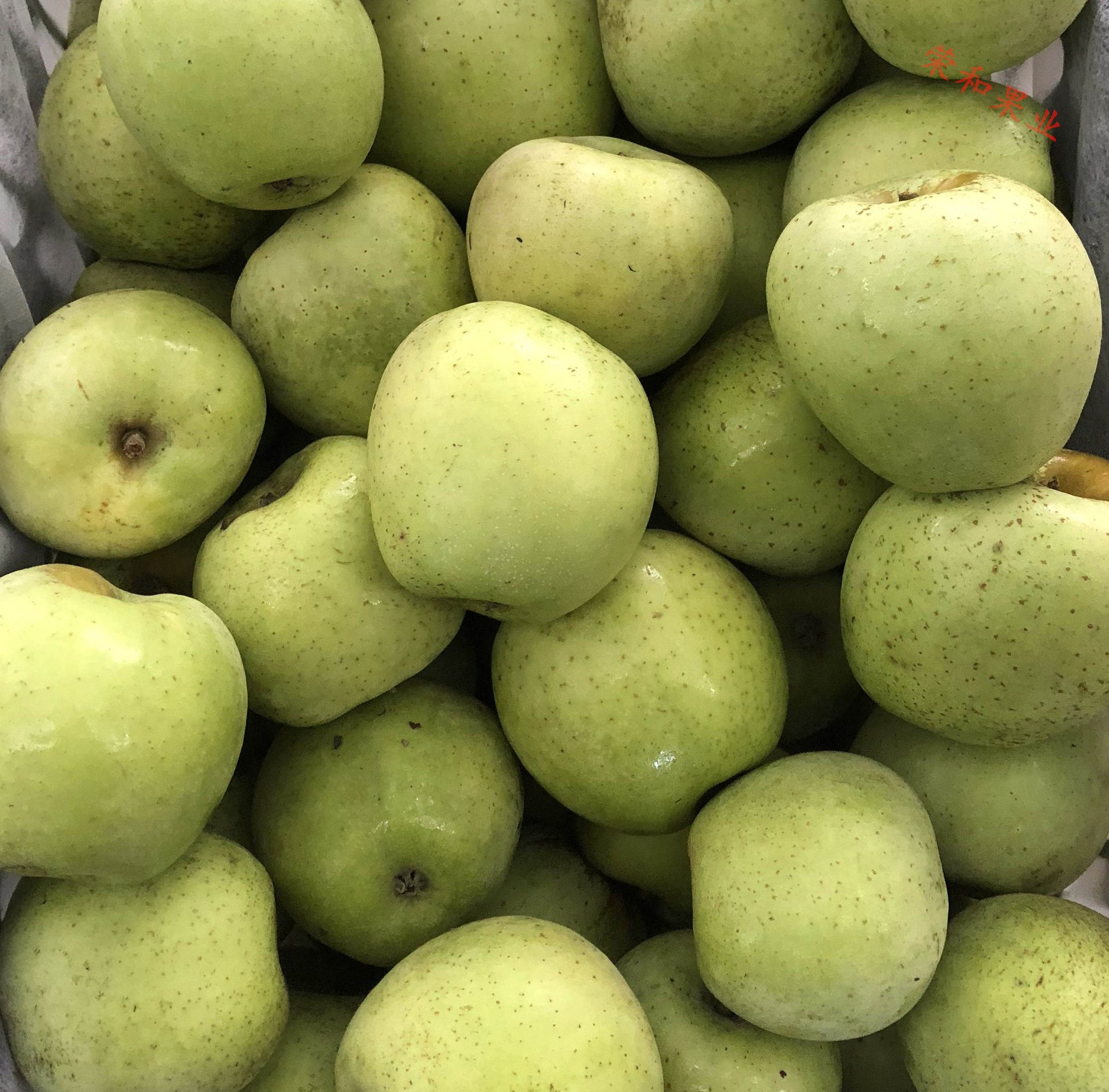 烟台印度青 印冬 甜苹果 青苹果