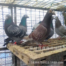 新年肉鸽养殖场大量批发种鸽白羽王|双母蛋鸽|景区亲民广场鸽