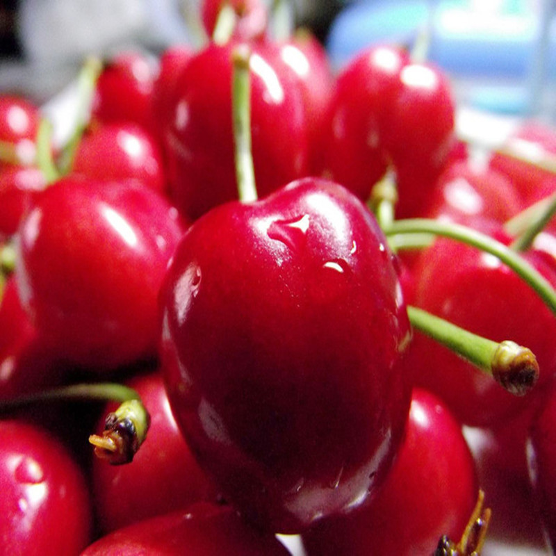 樱桃果苗当年结果乌克兰大樱桃果树苗盆栽早熟南北方樱桃树苗