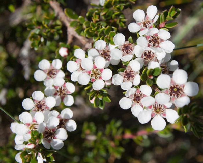 manuka-tea-tree_副本