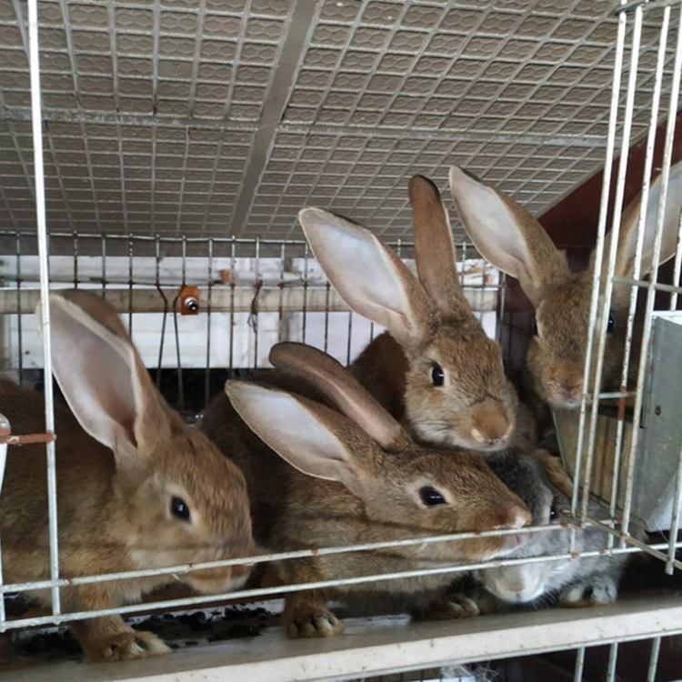 新西兰肉兔 卖白色肉兔 比利时兔子 山东 野兔视频