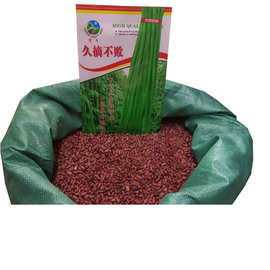 供应散装 豆角种子 架豆角种子荚色青绿色 基地精选优质豇豆种子