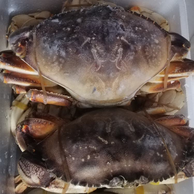 生冻珍宝蟹鲜活鲜冻 青蟹海蟹梭子蟹 太子蟹黄金蟹面包蟹大螃蟹