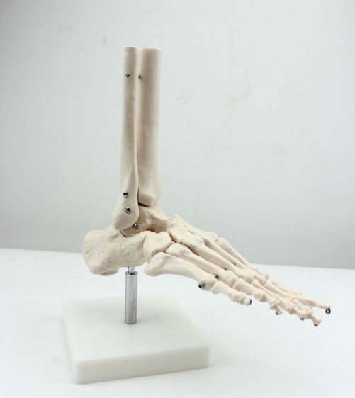enovo颐诺人体高端医学11人体踝关节模型足关节脚关节手足外科