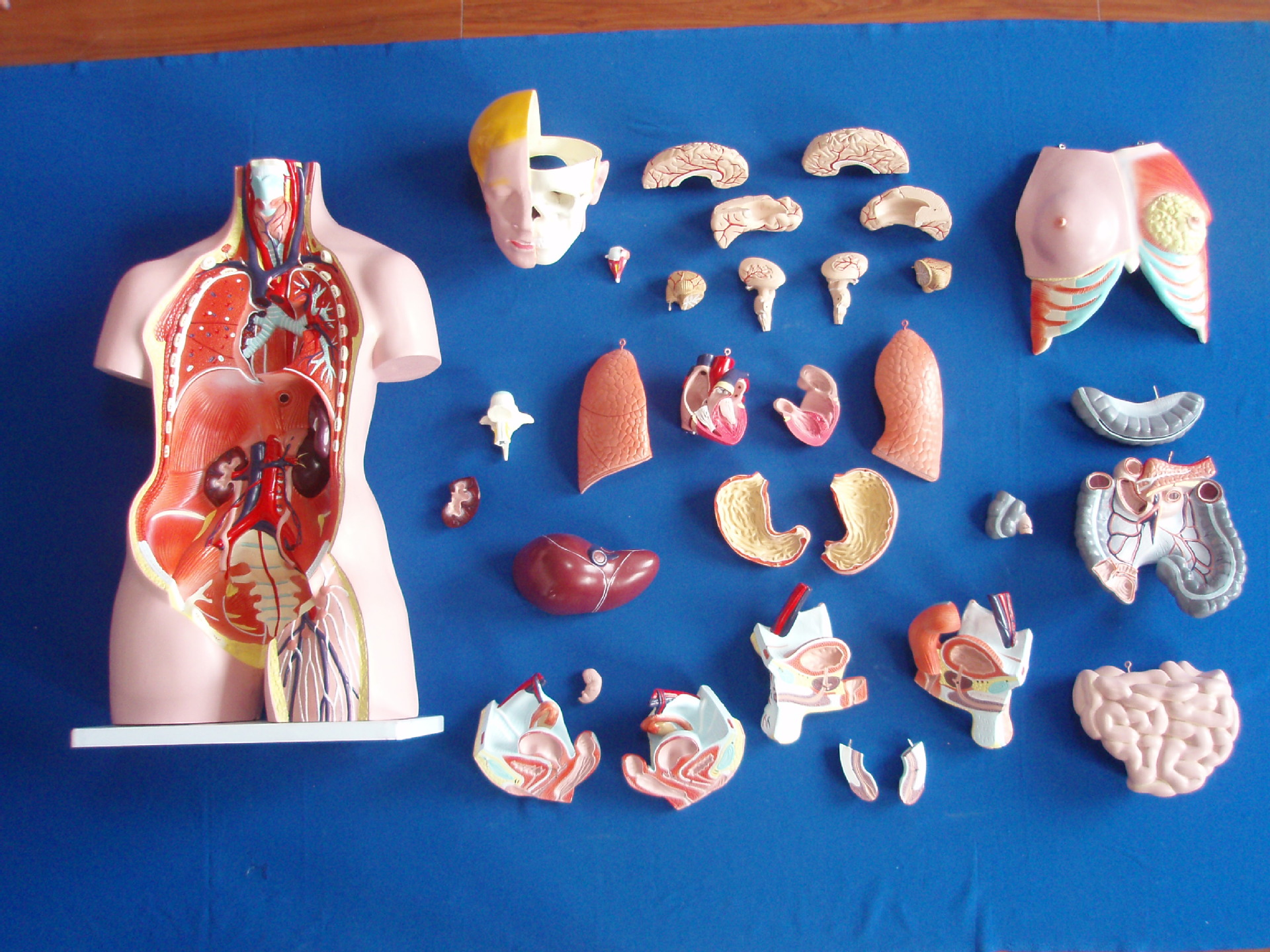 人体躯干模型85cm 高躯干教学模型 男女性躯干模型85cm 40部件